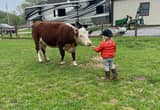 mini Herefords