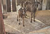 3 nanny goats