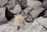 Male Ragdoll Kitten