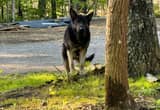FOUND Black German Shepherd puppy