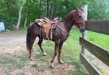 Double Registered TWH|Racking Horse