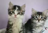 4 kittens