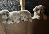 Great Pyrenees pups