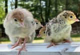 Turkey Poults / Chicks 🦃🦃🦃🦃