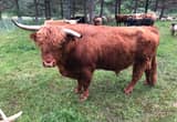 Scottish Highland bull