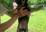 Free german shephard puppies.