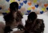 4 black Silkie Chicks