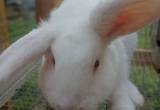 albino female bunny
