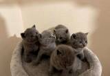 British Shorthair kittens BSH Grey