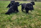 Lab Puppies