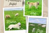 LGD - Turkish Shepherd pups