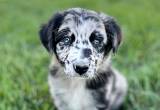 AKC Australian Shepherd Pups Vet Checked