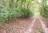 80.90 Acres Hunting Land In McMinnville,