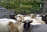 Navjo Churro Ewes For Sale