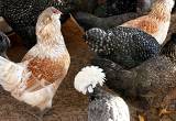 Salmon Faverolles Hens For Sale