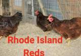 Rhode island red laying hens
