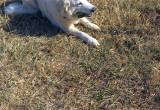Great pyrenees female