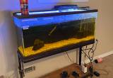 Piranha Fish Tank Setup