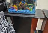 10 gal Fish tanks and stands
