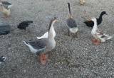 Brown Chinese geese