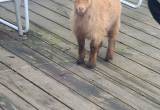 dwarf babe goat