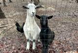 TWO FEMALE Nigerian Dwarf Fainting Goats
