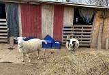 pair of sheep for sale