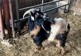 Pygmy Billy goat