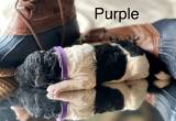 AKC Poodle puppies Health Tested