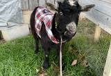 mini pigmy male goat
