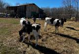 group of dairy feeder calves