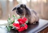 Siamese Sable Point Holland Lop Buck