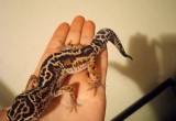 looking to trade gecko for hens/ pullets