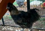 black silky rooster
