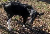 beef cross heifer calf