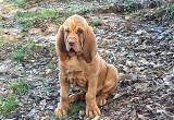AKC Bloodhound pup