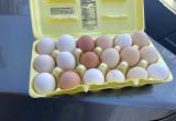 eggs for sale
