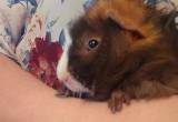 Male Baby Guinea Pig