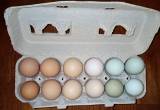 ORGANIC Pastured Eggs
🥚🍳🥚🥚🥚