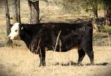 Black Baldy Cows For Sale
