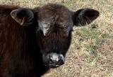 weaned steer calf