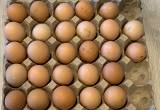 Fertilized Jersey Giant eggs / dozen