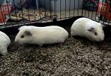 Guinea Pigs Available