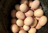 fresh eggs $2.00 dozen