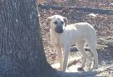 FREE Great Dane/ Great Pyrenees Mix