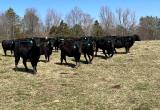 Black Bred Cows