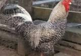 Marans Roosters 11 months old