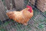 cochin rooster