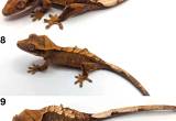 Group of 9 Crested Geckos
