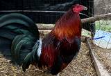 gamefowl sell out